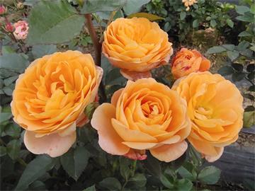 七彩玫瑰花的花语和意义