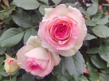 戴安娜玫瑰花的花语是什么？