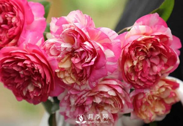 如何辨认玫瑰花是否染色？上海龙凤419告诉你如何选择？(图1)