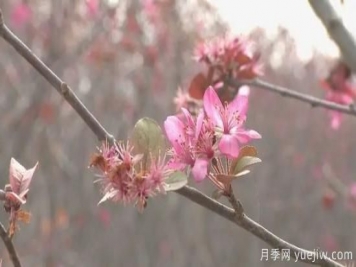 菏泽成武：千亩海棠反季节开花，逆袭深秋成一景