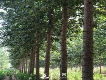 河南周口：培育出不飞絮的杨树新品种