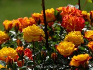 安阳市滑县森林公园月季花开放，赏花打卡正当时