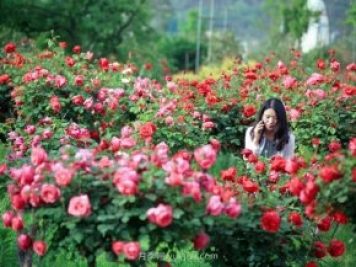 花卉旅游，“花为媒”带动“美丽经济”升级
