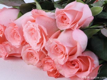 戴安娜玫瑰的花语是什么？有图片的更好？