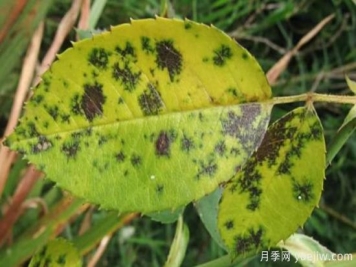 深秋天季节月季出现斑点的病害原因与防治