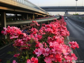 30万株新品种，杭州高架月季会带来什么样的惊喜？