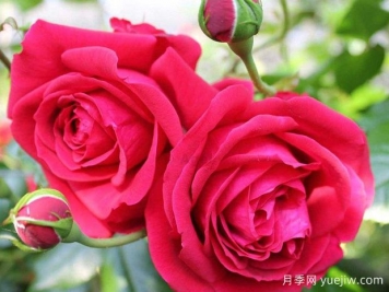 大家都知道玫瑰花可以食用，那么月季花可不可以食用呢？