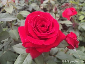 原产中国的玫瑰花(月季花)，是如何成为美国国花的？