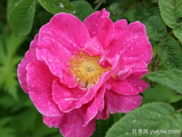 法国蔷薇月季/高卢红/药剂师玫瑰。