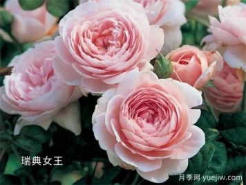 100种月季玫瑰品种图鉴大全，你认识有没有超过10个？