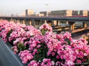 杭州高架月季实现定期开花，是如何进行花期调控的？