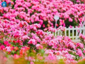2024年第二届杭州市月季花展举办，赏500万株月季
