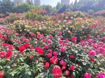 郑州月季公园40万株月季竞相绽放，感受花漾生活