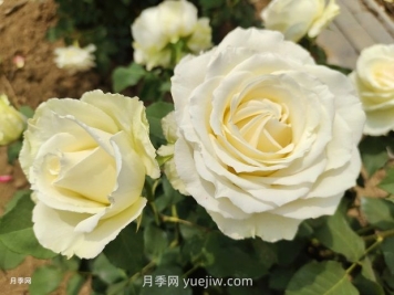 十一朵白玫瑰的花语和寓意