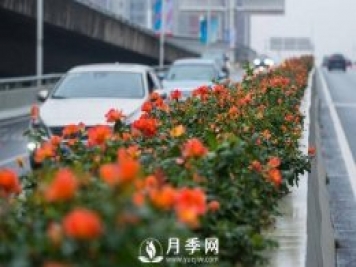月季花期可调控，看武汉10月中旬月季花艳丽开放