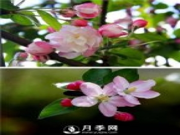 海棠花，与牡丹、兰花、梅花并称为“中国春花四绝”