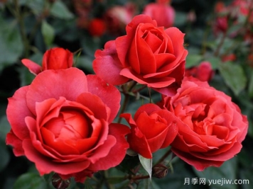 21朵玫瑰：不只是浪漫，还藏着这些深意