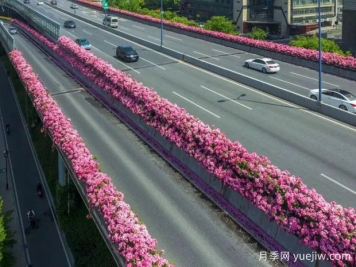 杭州高架月季初开，2024年又到走花路时间