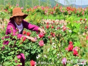 山东淄博沂源60亩月季花竞放，美丽产业助推特色乡村旅游