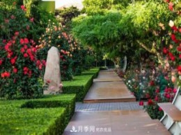 秦皇岛适合养月季花，市花和市树是什么