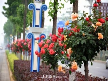 河北北京天津树状月季成风景线，四季应该怎么养护？
