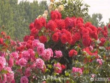 肥西县三河镇百亩树状月季园：花开正艳，产业增收