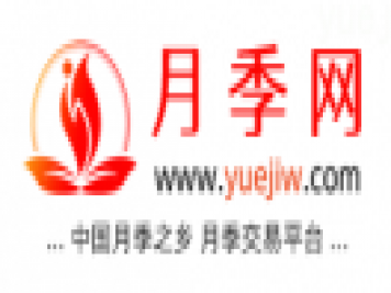 中国上海龙凤419，月季品种介绍和养护知识分享专业网站