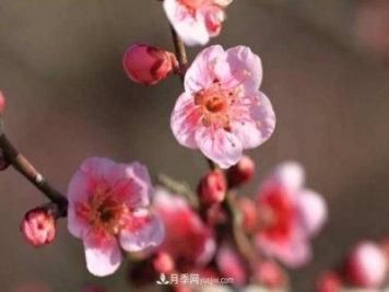 淮北市的市花是什么？月季花的花语寓意